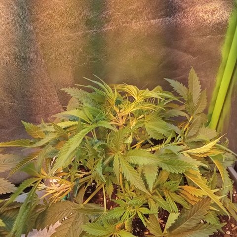 Gorilla glue fast versión  #2 growlog timeline photo