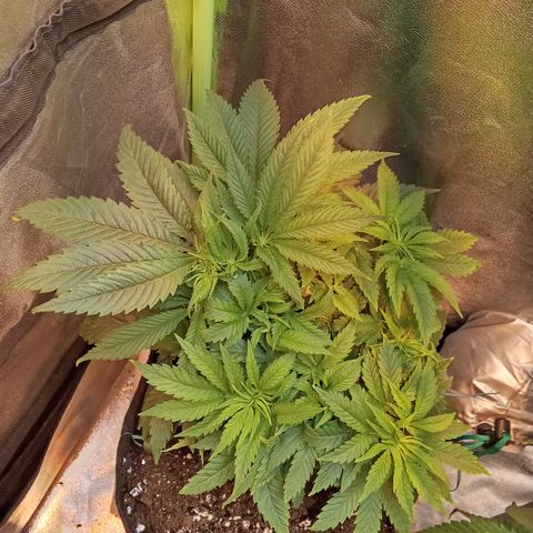 Gorilla glue fast versión  #2 growlog timeline photo