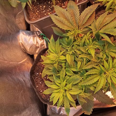 Gorilla glue fast versión  #2 growlog timeline photo