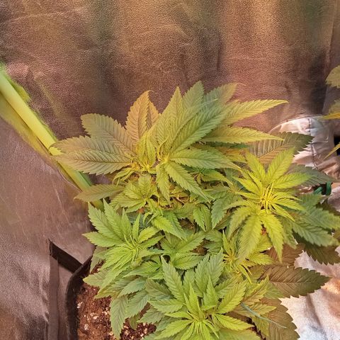 Gorilla glue fast versión  #2 growlog timeline photo