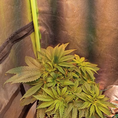 Gorilla glue fast versión  #2 growlog timeline photo