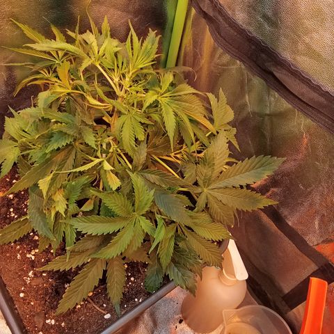 Gorilla glue fast versión  #2 growlog timeline photo
