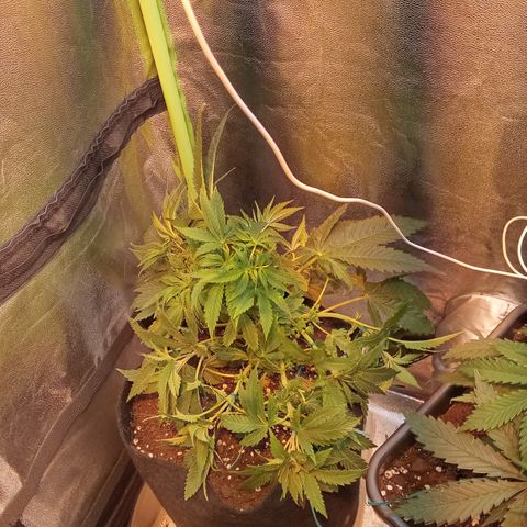 Gorilla glue fast versión  #2 growlog timeline photo