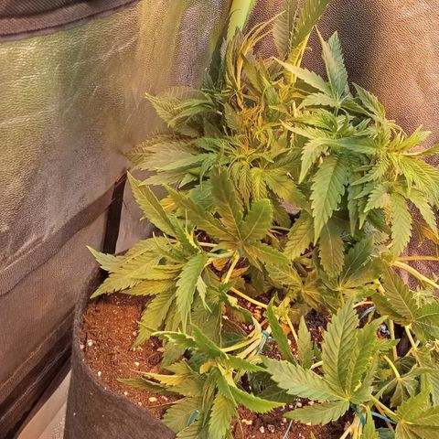 Gorilla glue fast versión  #2 growlog timeline photo