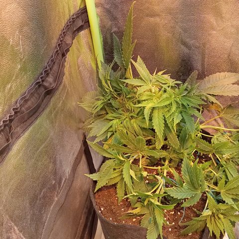 Gorilla glue fast versión  #2 growlog timeline photo
