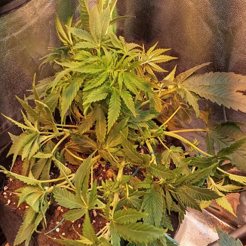Gorilla glue fast versión  #2 growlog timeline photo