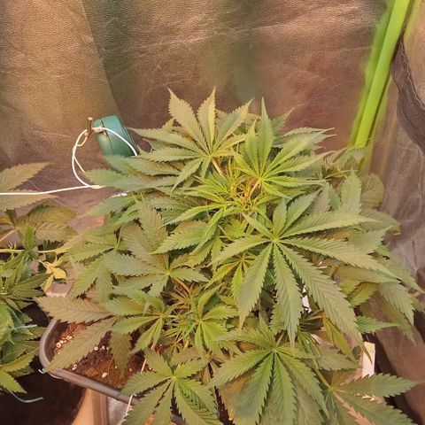 Gorilla glue fast versión  #2 growlog timeline photo