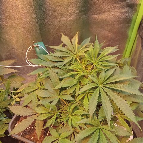 Gorilla glue fast versión  #2 growlog timeline photo