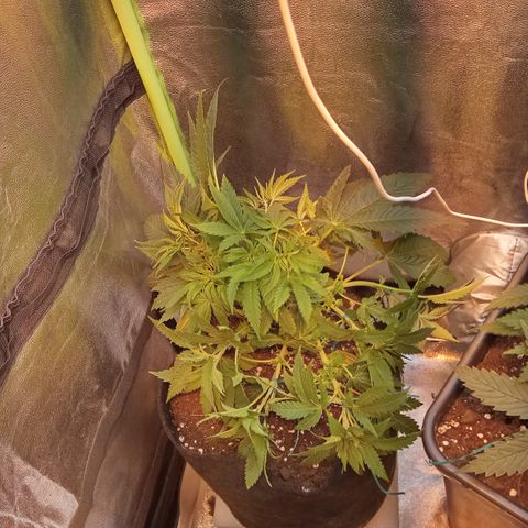 Gorilla glue fast versión  #2 growlog timeline photo