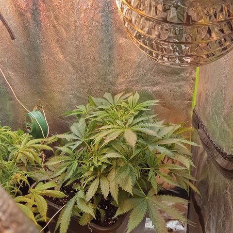 Gorilla glue fast versión  #2 growlog timeline photo
