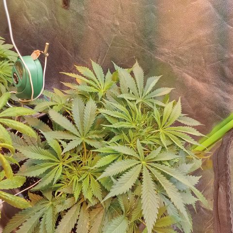Gorilla glue fast versión  #2 growlog timeline photo