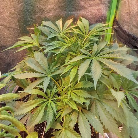 Gorilla glue fast versión  #2 growlog timeline photo