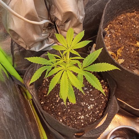 Gorilla glue fast versión  #2 growlog timeline photo