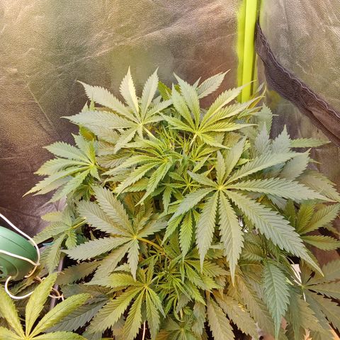 Gorilla glue fast versión  #2 growlog timeline photo