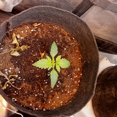 Gorilla glue fast versión  #2 growlog timeline photo