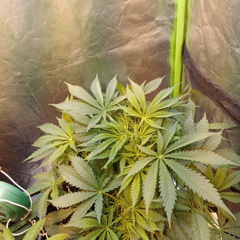 Gorilla glue fast versión  #2 growlog timeline photo