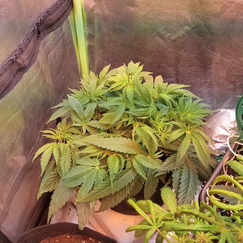 Gorilla glue fast versión  #2 growlog timeline photo