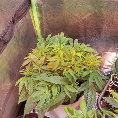Gorilla glue fast versión  #2 growlog timeline photo