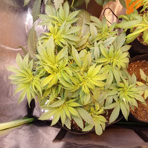Gorilla glue fast versión  #2 growlog timeline photo