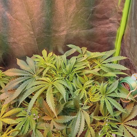 Gorilla glue fast versión  #2 growlog timeline photo