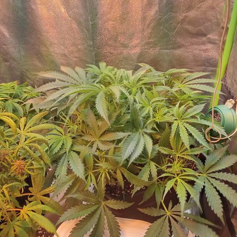 Gorilla glue fast versión  #2 growlog timeline photo