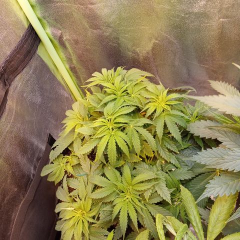 Gorilla glue fast versión  #2 growlog timeline photo