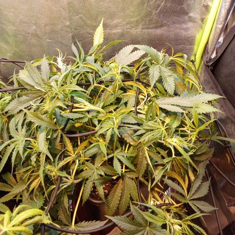 Gorilla glue fast versión  #2 growlog timeline photo