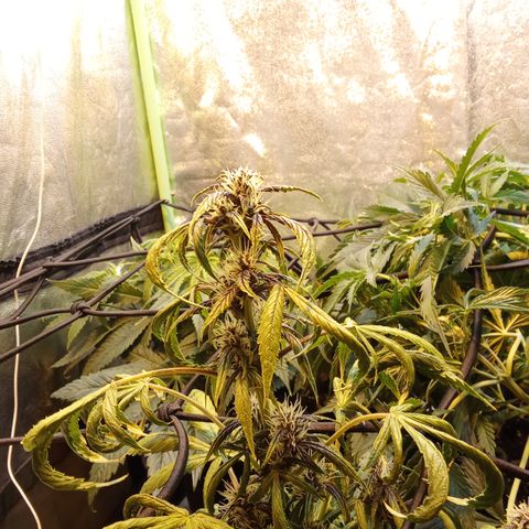 Gorilla glue fast versión  #2 growlog timeline photo