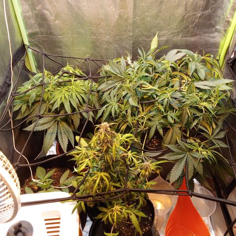 Gorilla glue fast versión  #2 growlog timeline photo