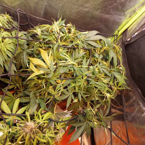 Gorilla glue fast versión  #2 growlog timeline photo