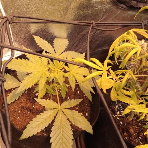 Gorilla glue fast versión  #2 growlog timeline photo