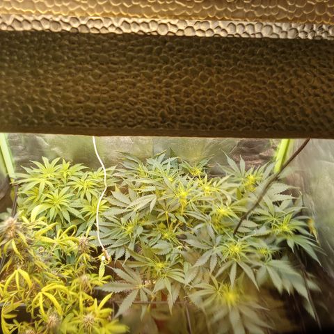 Gorilla glue fast versión  #2 growlog timeline photo