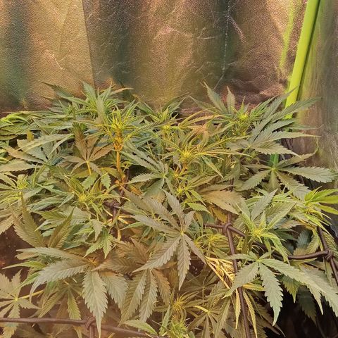 Gorilla glue fast versión  #2 growlog timeline photo
