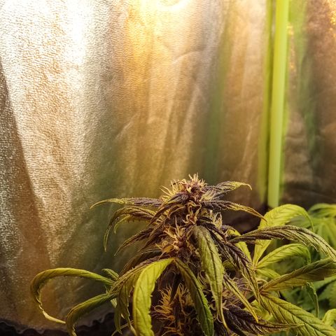 Gorilla glue fast versión  #2 growlog timeline photo