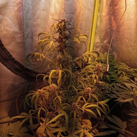 Gorilla glue fast versión  #2 growlog timeline photo