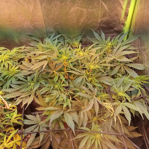 Gorilla glue fast versión  #2 growlog timeline photo