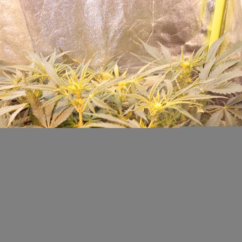 Gorilla glue fast versión  #2 growlog timeline photo