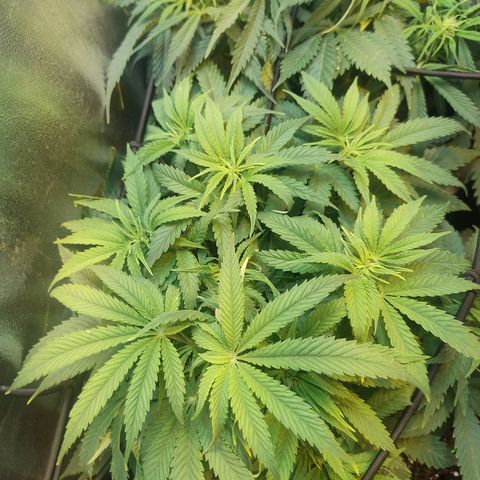 Gorilla glue fast versión  #2 growlog timeline photo