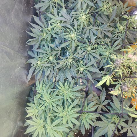 Gorilla glue fast versión  #2 growlog timeline photo