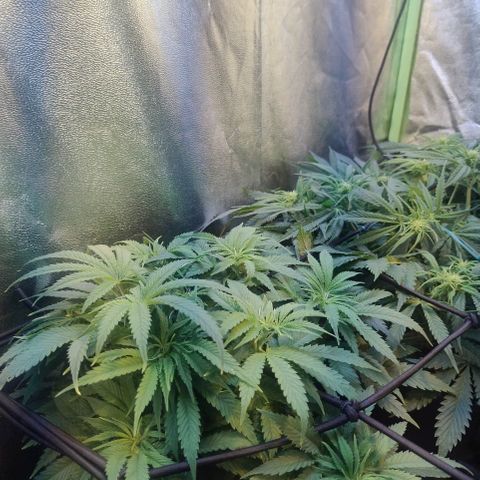 Gorilla glue fast versión  #2 growlog timeline photo
