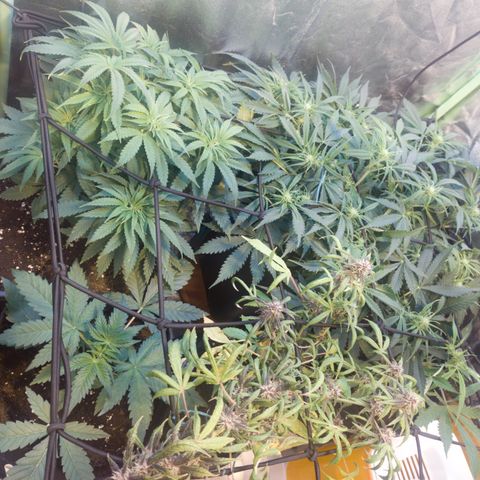 Gorilla glue fast versión  #2 growlog timeline photo