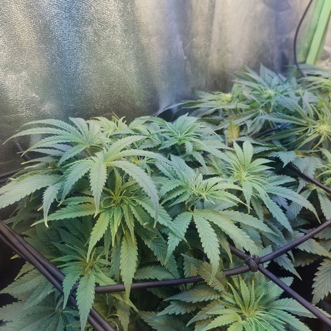Gorilla glue fast versión  #2 growlog timeline photo