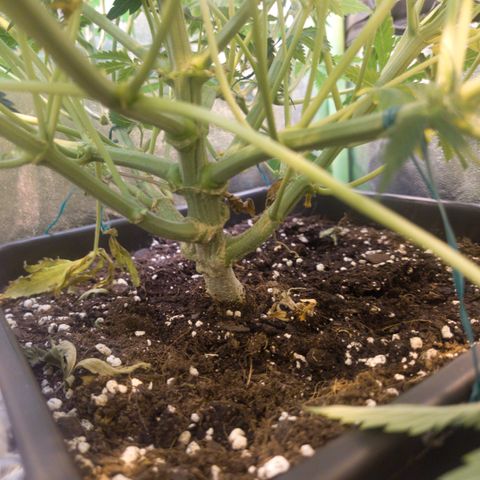 Gorilla glue fast versión  #2 growlog timeline photo