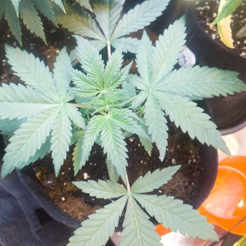Gorilla glue fast versión  #2 growlog timeline photo