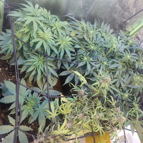 Gorilla glue fast versión  #2 growlog timeline photo