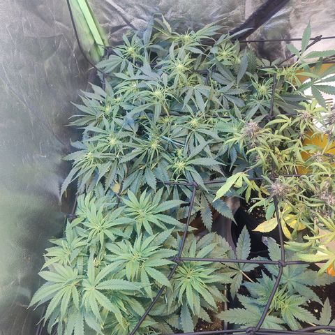 Gorilla glue fast versión  #2 growlog timeline photo
