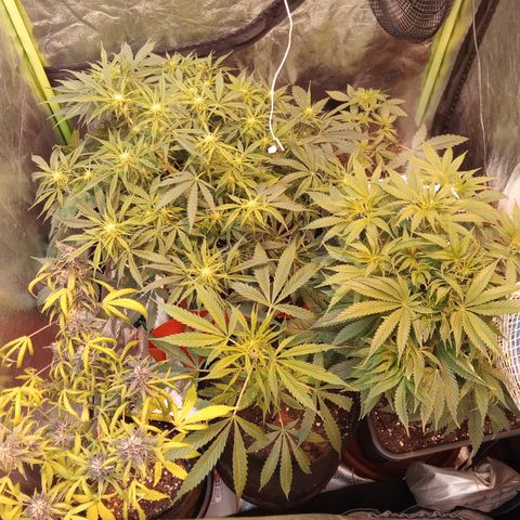 Gorilla glue fast versión  #2 growlog timeline photo