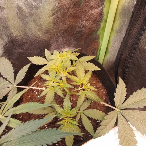 Gorilla glue fast versión  #2 growlog timeline photo