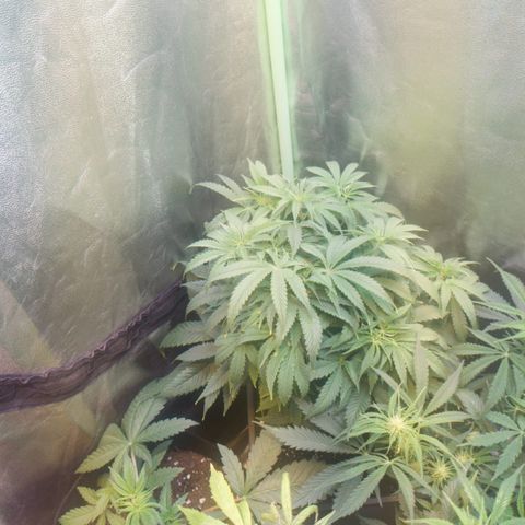 Gorilla glue fast versión  #2 growlog timeline photo