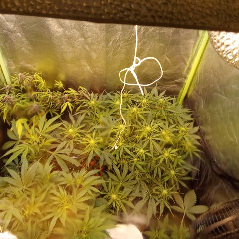 Gorilla glue fast versión  #2 growlog timeline photo